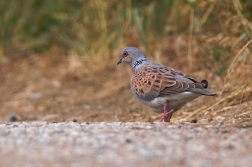 Hrdlička divoká ( Streptopelia turtur )