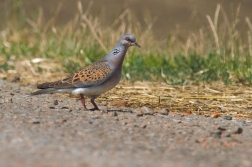 Hrdlička divoká ( Streptopelia turtur )