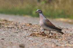 Hrdlička divoká ( Streptopelia turtur )