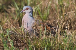 Hrdlička divoká ( Streptopelia turtur )