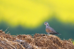 Hrdlička divoká  ( Streptopelia turtur )