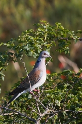 Hrdlička divoká  ( Streptopelia turtur )