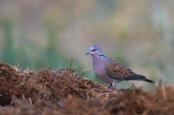 Hrdlička divoká  ( Streptopelia turtur )