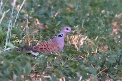 Hrdlička divoká  ( Streptopelia turtur )