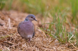 Hrdlička divoká  ( Streptopelia turtur )