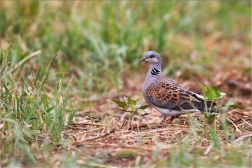 Hrdlička divoká  ( Streptopelia turtur )