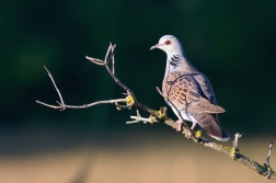 Hrdlička divoká  ( Streptopelia turtur )