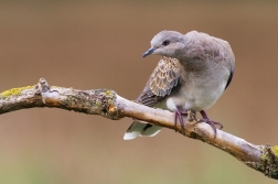 Hrdlička divoká  ( Streptopelia turtur )