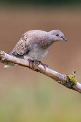 Hrdlička divoká  ( Streptopelia turtur )