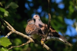 Hrdlička divoká  ( Streptopelia turtur )