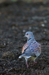 Hrdlička divoká  ( Streptopelia turtur )