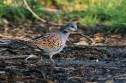 Hrdlička divoká  ( Streptopelia turtur )