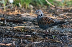 Hrdlička divoká  ( Streptopelia turtur )