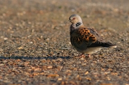 Hrdlička divoká  ( Streptopelia turtur )