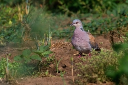 Hrdlička divoká  ( Streptopelia turtur )