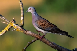 Hrdlička divoká  ( Streptopelia turtur )