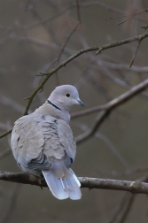 Hrdlička zahradní  ( Streptopelia decaocto...