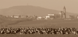 Husa běločelá  ( Anser albifrons )