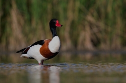 Husice liščí  (  Tadorna tadorna )