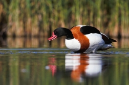 Husice liščí  ( Tadorna tadorna )