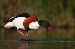 Husice liščí  ( Tadorna tadorna )