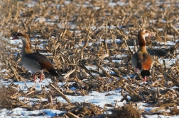 Husice nilská  (Alopochen aegyptiacus )