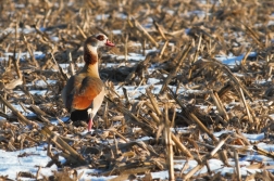 Husice nilská  (Alopochen aegyptiacus )