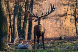 Jelen evropský  ( Cervus elaphus )