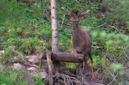 Jelen lesní ( Cervus elaphus )