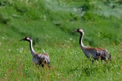 Jeřáb popelavý  ( Grus grus )