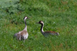 Jeřáb popelavý  ( Grus grus )