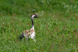 Jeřáb popelavý  ( Grus grus )