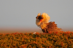 Jespák bojovný ( Philomachus pugnax )