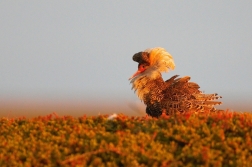 Jespák bojovný ( Philomachus pugnax )