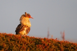 Jespák bojovný ( Philomachus pugnax )