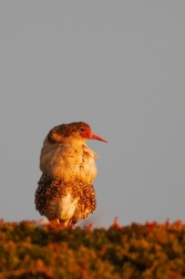 Jespák bojovný ( Philomachus pugnax )