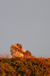 Jespák bojovný ( Philomachus pugnax )