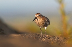 Jespák obecný  ( Calidris alpina )