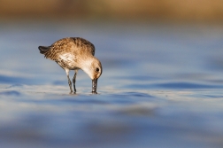 Jespák obecný  ( Calidris alpina )