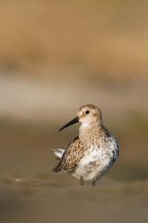 Jespák obecný  ( Calidris alpina )