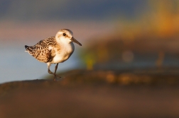 Jespák písečný ( Calidris alba )