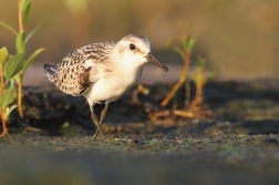 Jespák písečný ( Calidris alba )