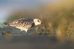 Jespák písečný ( Calidris alba )