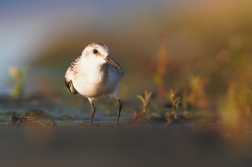 Jespák písečný ( Calidris alba )