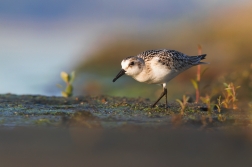 Jespák písečný ( Calidris alba )