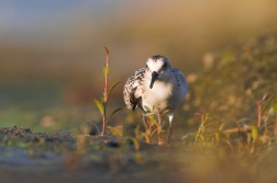 Jespák písečný ( Calidris alba )