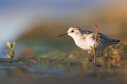 Jespák písečný ( Calidris alba )