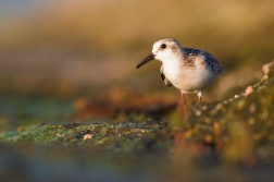 Jespák písečný ( Calidris alba )