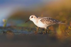 Jespák písečný ( Calidris alba )