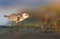 Jespák písečný ( Calidris alba )